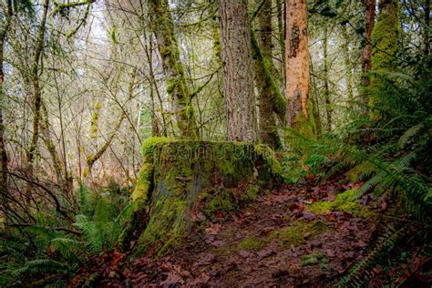 Woodland Of The Pacific Northwest Stock Photo Image Of View Solitude