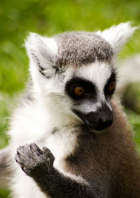 Katta Madagaskar Tierwelt Lemur Tier Natur Säugetier Primas