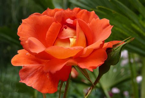 Rose Orange Fleurs Photo Libre De Droit Photo Libre