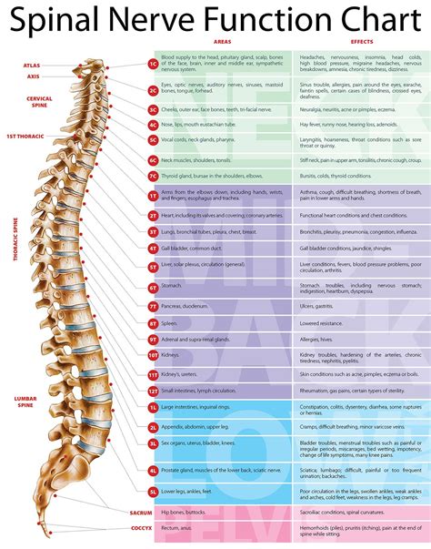 the spinal nerves chart