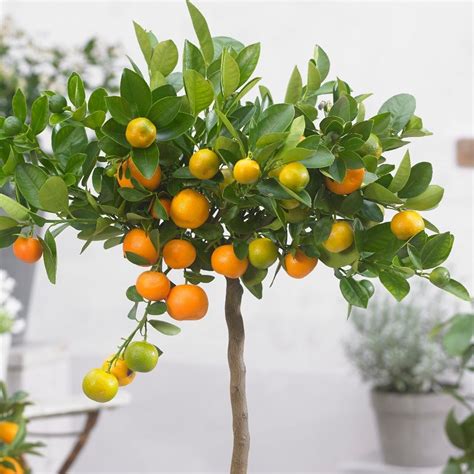 Buy Citrus × Microcarpa Calamondin Orange Citrus × Microcarpa £7999