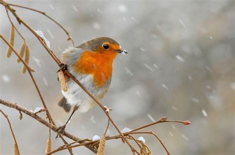 Winter Robin By John Robinson Beautiful Birds Bird Pictures