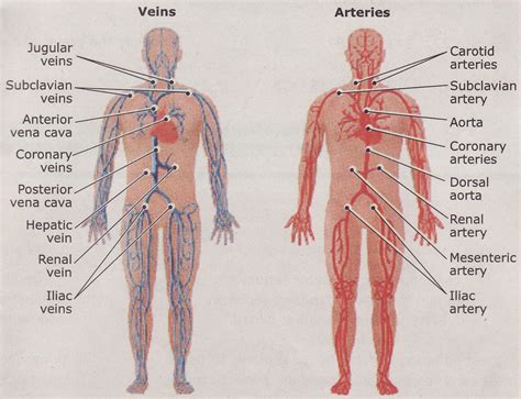 The difference in the structural characteristics of arteries, capillaries and veins is attributable to their respective functions. Cikgu Naza: Science Form 3 Blood vessels and their functions