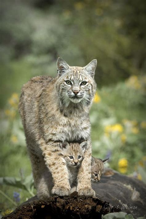 Bobcat With Babies Cool Places Wild Life Pinterest