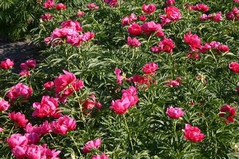 Early Scout Parkland Peonies