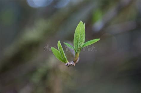 New Leaf Buds On Branch With Blurry Background Stock Image Image Of