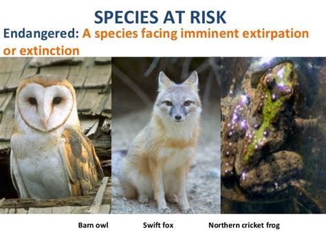 07 Species At Risk