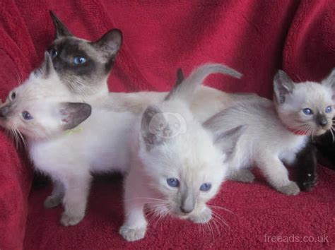 Ready Nov And Dec Gccf Pedigree Pure Siamese Boys And Girls In Reigate