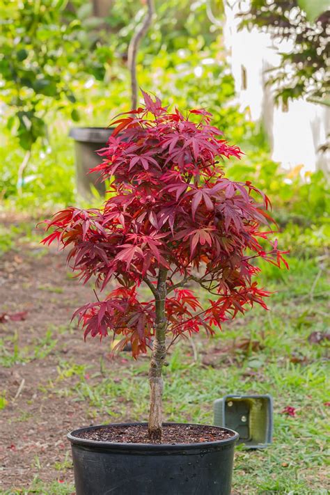 Acer Palmatum Shaina Dwarf Japanese Maple Leafland Wholesale Tree Nursery Quality