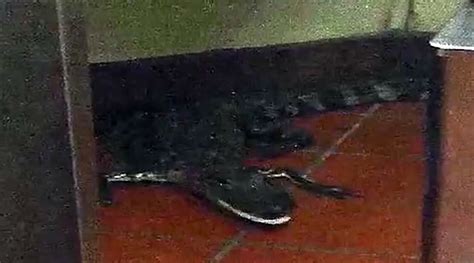 Croc Shock Florida Man Arrested For Throwing Alligator Through Wendys Window — Rt America