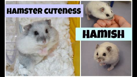 Hamish Hamster Cuteness Flamingopetzphoebe Youtube