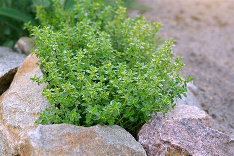 Lemon Thyme How To Use It In The Kitchen Fine Dining Lovers