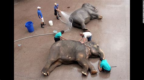 Daughter and mother reunited after year apart. Does an elephant-less circus have a future? - CNN