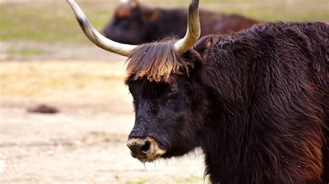 Desktop Wallpaper Horns Cattle Black Cow Hd Image Picture