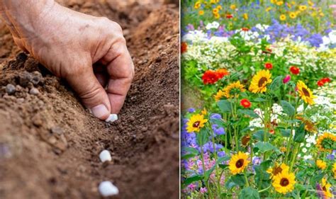 When To Plant Seeds Outdoors And The Simple Hack You Need To Plant