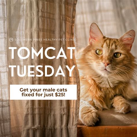 Tomcat Tuesday Southern Pines Healthy Pet Clinic City Of Hattiesburg
