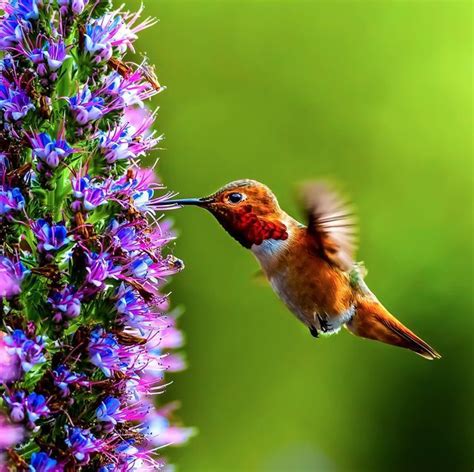 The Ultimate Guide To Choosing Plants That Attract Hummingbirds