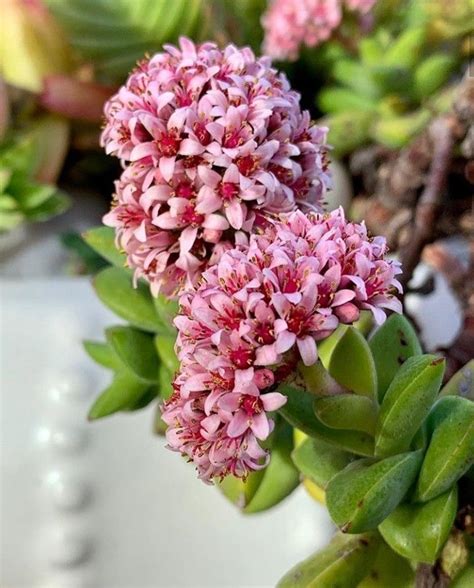 Crassula Moonglow Flowers Pink Flowers Cacti And Succulents Succulents