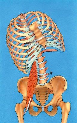 The primary responsibilities of the ribcage involve protecting the thoracic visceral organs, enclosing the thoracic visceral organs, and is included in the. Rib Cage Muscles And Tendons / Ribs Anatomy - Human ...