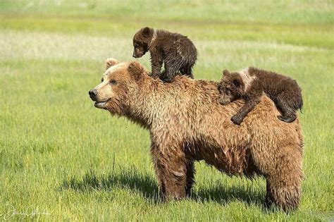 Photo By Daisygilardini Grizzly Bears Mothers Are Extremely Patient