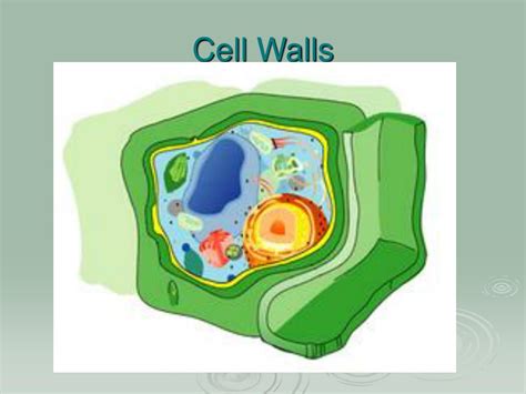 We did not find results for: PPT - Plants vs. Animal Cells PowerPoint Presentation ...
