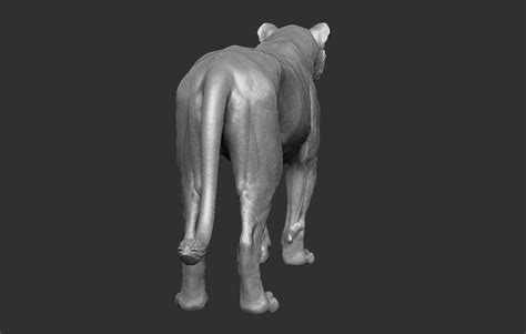 Lion 3d models for download, files in 3ds, max, c4d, maya, blend, obj, fbx with low poly, animated, rigged, game, and vr options. ArtStation - lioness, alpha -models | Lioness, Artwork ...