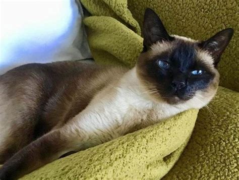 100 Best Siamese Cat Names The Paws