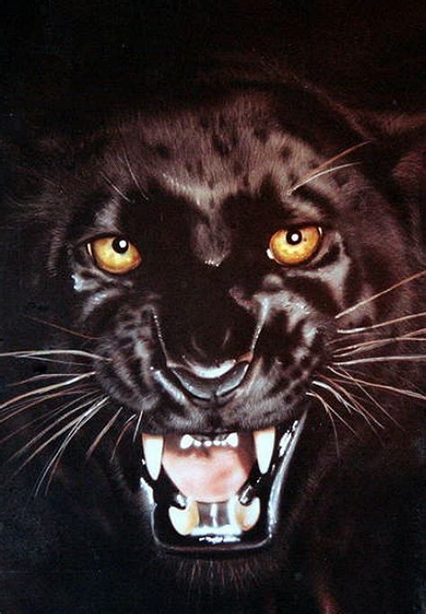 Cool Panther Images Animal Animals Black Panther Photo