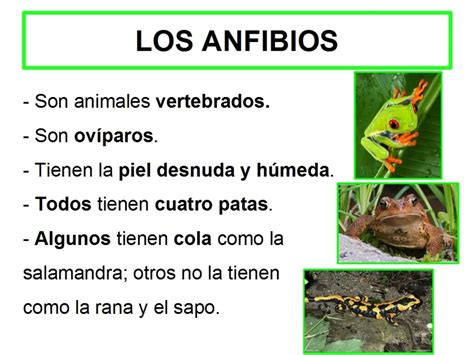 Cuadro Comparativo Entre Reptiles Y Anfibios Cuadro Comparativo