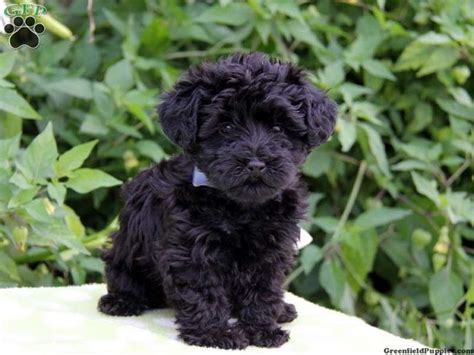 Boxer puppies for sale at glamorous pooch. yorkie poo puppies for sale | Zoe Fans Blog | Yorkie poo ...