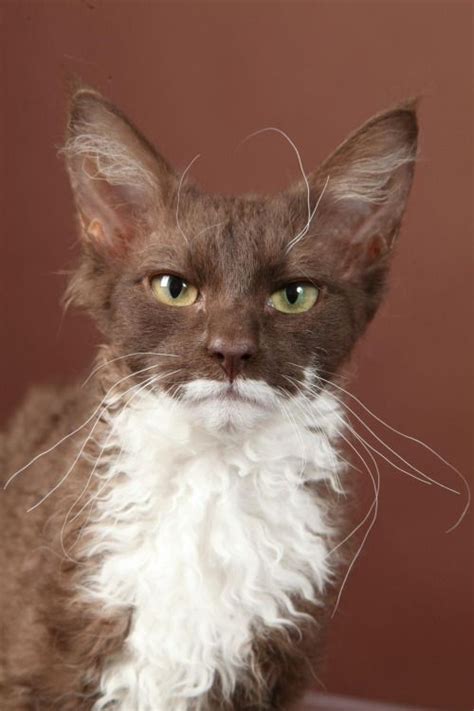 This Cat Has An Unsettlingly Human Face Like For Real Dough
