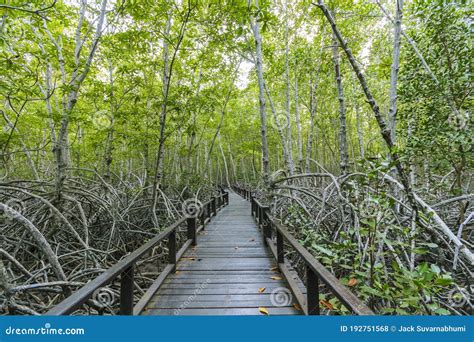 Mangrove Forest And Mangrove Trees And Wooden Pathways Stock Photo