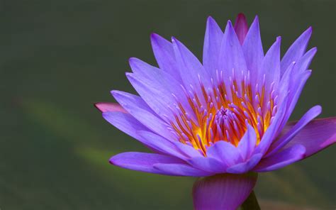 2012 Mothers Day Beautiful Flower Water Lily Wallpapers Hd