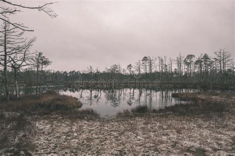 Swamp Landscape View With Dry Pine Trees Reflections In Water And