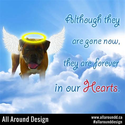 Boxer Angel Dog In Heaven And Happy With Angel Wings And A Cute