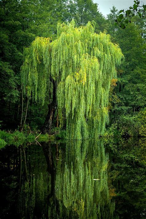 Lori Rocks “ Lazy Summer Morningby Whphotography ” Dame Nature Belle Nature Weeping Willow