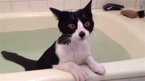 Cat Swimming In Bathtub Youtube