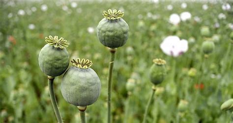 Opium Fact 5775