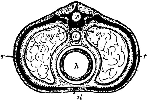 Section Across The Body In The Chest Region Clipart Etc