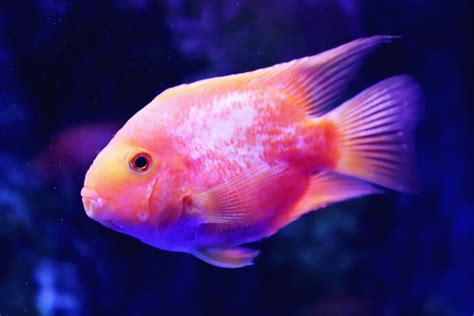 热带鱼类紫红火口鱼类动物摄影摄影汇图网