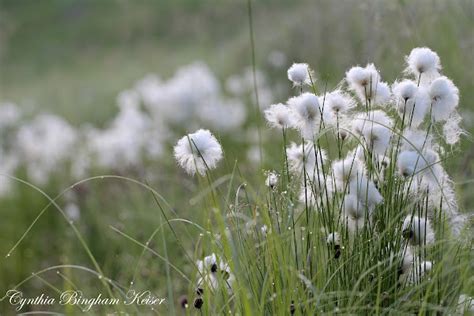 Alaskan Cotton Grass Project Noah