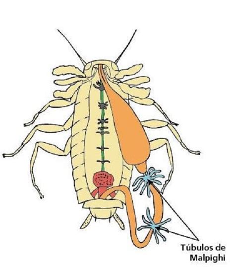 Sistema Excretor En Los Insectos Ajore