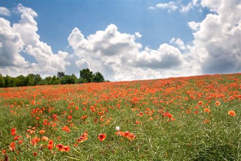 Red Poppy S Field Under Blue Sky With Clouds Stock Photo Image Of