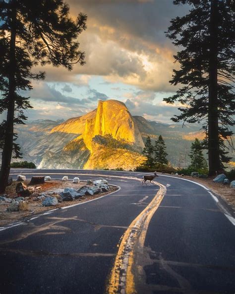 A Deer Crosses The Road During A Glacier Point Sunset Yosemite