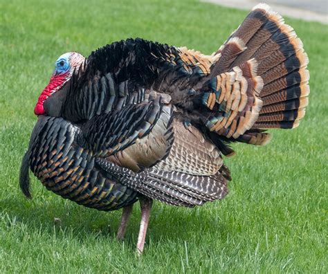 Wild Turkey Fact Sheet Nature
