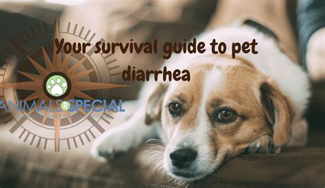 Your Survival Guide To Pet Diarrhea Animals R Special