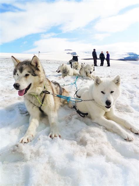 Dog Sledding On Langjökul Glacier In Iceland Amazing Experience 2wn