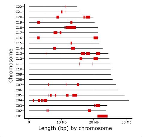 Runs Of Homozygosity Islands Genome Distribution In The Broodstock