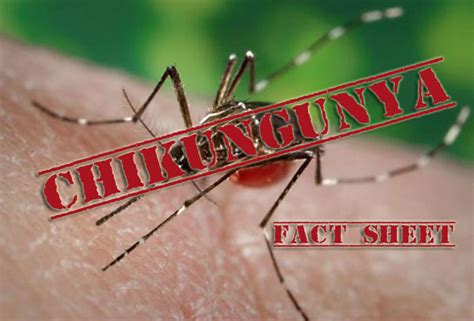 Chikungunya Fact Sheet Jamaica Information Service