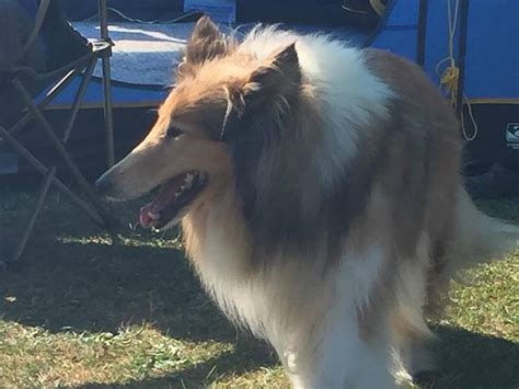 Lassie 9 Year Old Rough Collie South Wales Friends Of Animals Wales